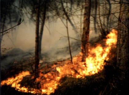 Incendio distrugge dieci ettari di bosco