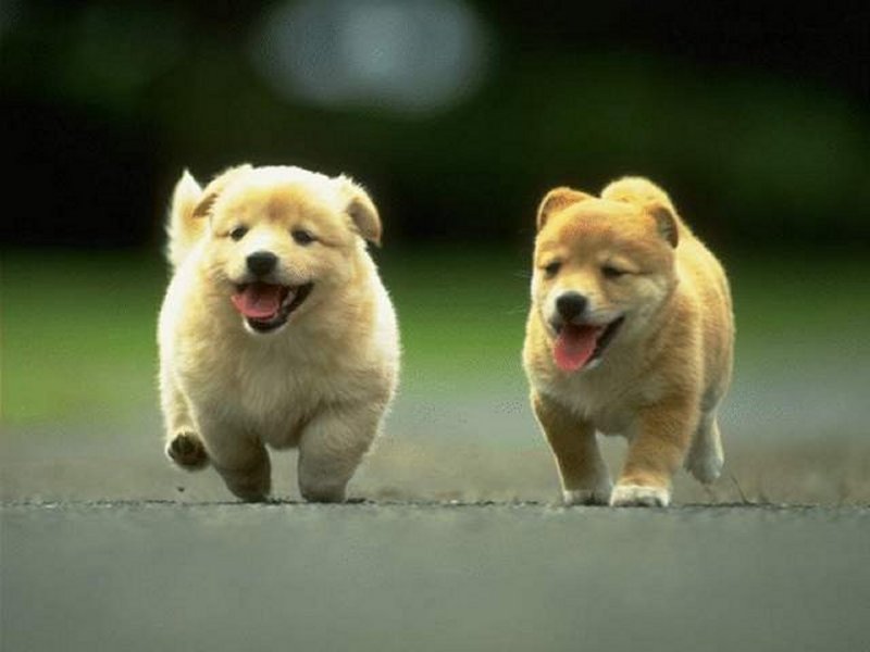 Imagine d'archivio Il "rifugio" di Alliste: il regno dei cani