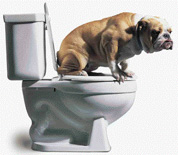 "Dogtoilet": da oggi a Lecce parte l'iniziativa