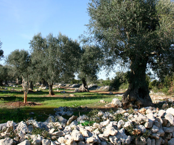 campagna salentina (da salento.com) Il progetto Alba per la salvaguardia delle campagne