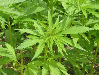 Immagine d'archivio Cannabis per curare il dolore: in Toscana una legge ad hoc