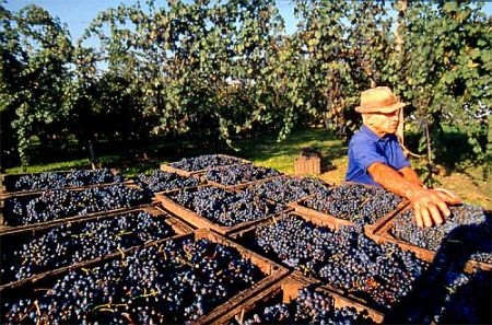 Vendemmia 2012, si parte con l'ottimismo: in Puglia 50% di produzione di vini di