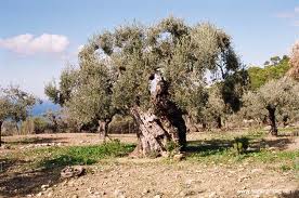 Ministero delle Politiche Agricole interviene per la lebbra dell'ulivo lebbra dell'ulivo