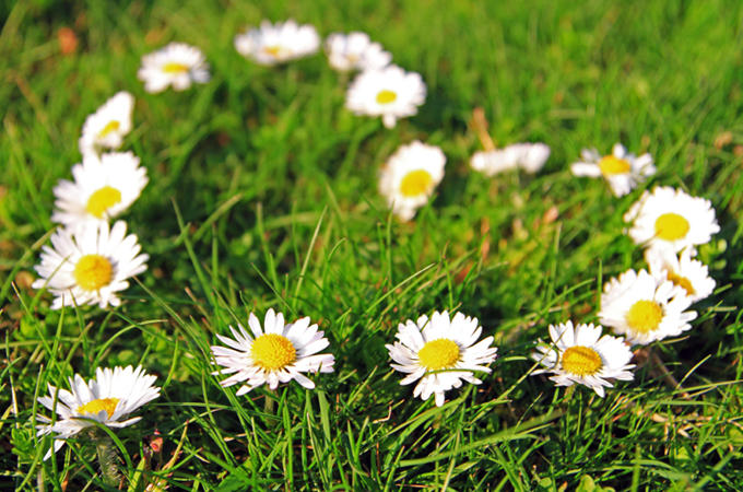 Ritorna concorso floreale Fiordibarocco