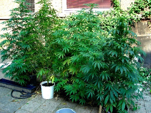 Piantagioni di marijuana Taurisano: un uomo è stato arrestato, coltivava sostanze stupefacenti