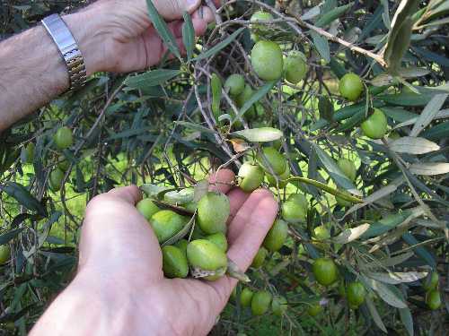 Campagna olivicola 2011. Nel salento meno “lebbra delle olive” e ottimo olio