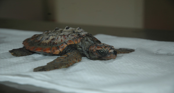 Uno degli esemplari ricoverati a Calimera Tre spiaggiamenti di Caretta caretta