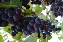 "Vendemmia 2011": ottima annata con molte punte di eccellenza