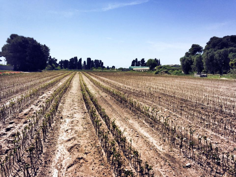 Provvedimenti Anti-Xylella: pericolo per le barbatelle di Otranto