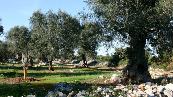 Il progetto Alba per la salvaguardia delle campagne