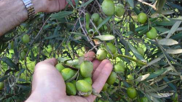 Campagna olivicola 2011. Nel salento meno “lebbra delle olive” e ottimo olio