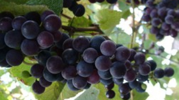 "Vendemmia 2011": ottima annata con molte punte di eccellenza