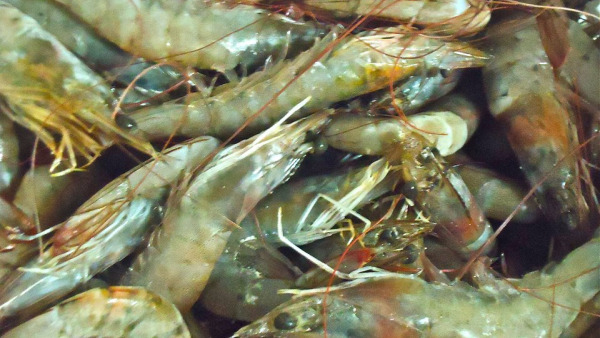 Gli strozzapreti al sapore di mare - Video ricetta