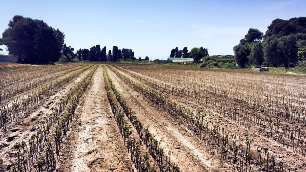 Provvedimenti Anti-Xylella: pericolo per le barbatelle di Otranto