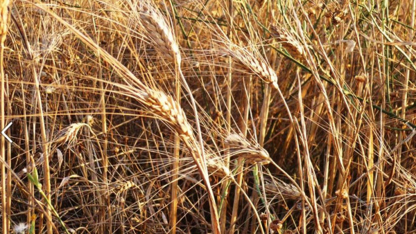 La Sagra del Grano ad Acquarica del Cap