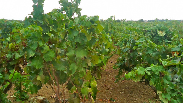 La vendemmia in Terra d'Arneo