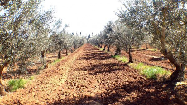 Slow Olive a Taurisano: gli ulivi secolari per Lecce2019