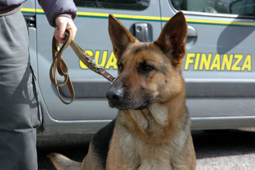 Sorpresi con hashish e marijuana, due patenti ritirate e nove segnalazioni Guardia di finanza