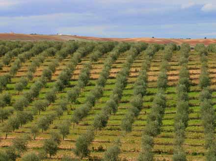 Il Salento e gli alberi d'olivo: una storia d'amore secolare