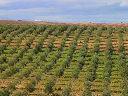 Alberi d'olivo Il Salento e gli alberi d'olivo: una storia d'amore secolare