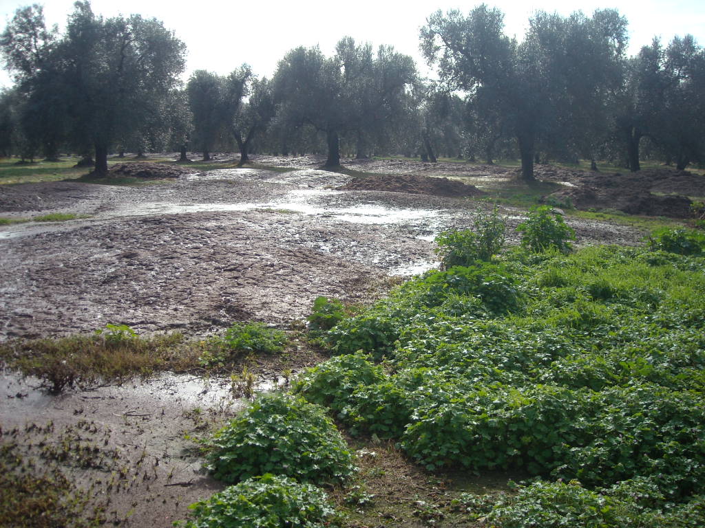 Effluenti di allevamento avicolo Effluenti di allevamento avicolo