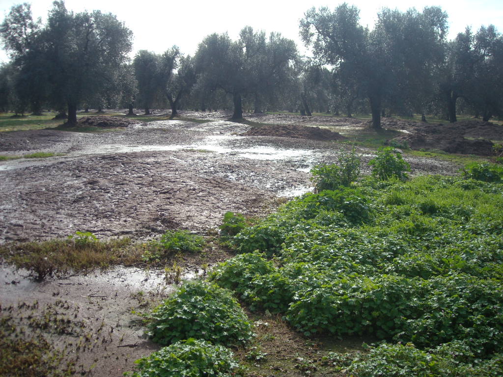 Effluenti di allevamento avicolo