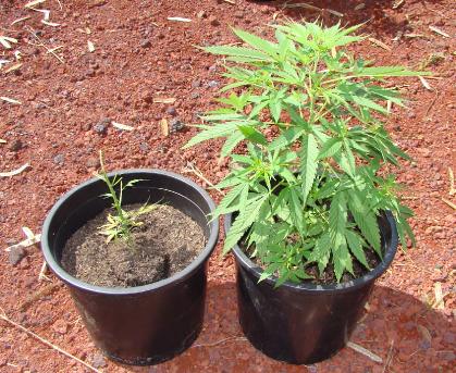 Piante marijuana: immagine d'archivio Innaffiavano marijuana con secchi d’acqua: "beccati" un minorenne e un 19enne