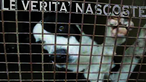 Traffico illegale di cani per la vivisezione