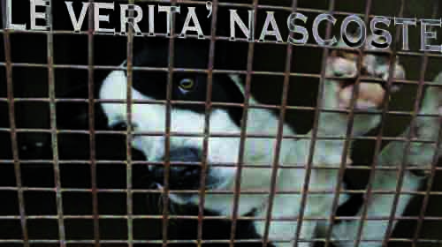 Traffico illegale di cani per la vivisezione Traffico illegale di cani per la vivisezione