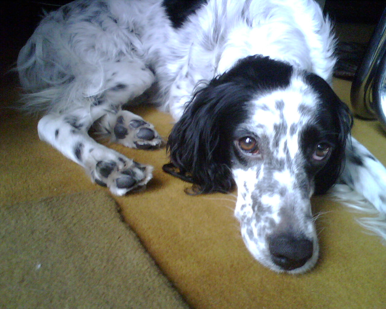 Immagine d'archivio Appello urgente: smarrito Setter ingles
