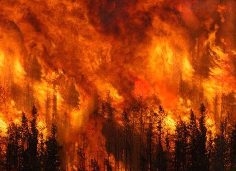 Taranto, un incendio ha distrutto 25 ettari di macchia mediterranea