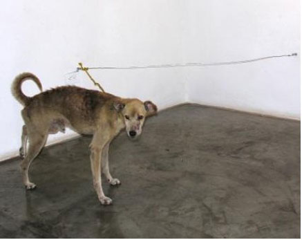 Foggia: bambino di due anni "azzannato" da un cane, è grave