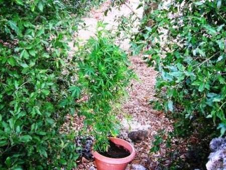 Piante di Marijuana Arrestato un 22enne, coltivava piante di marijuana