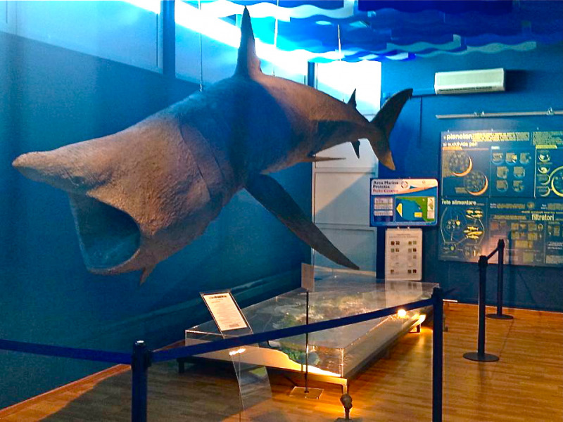 Il Museo di Biologia Marina a Porto Cesareo 