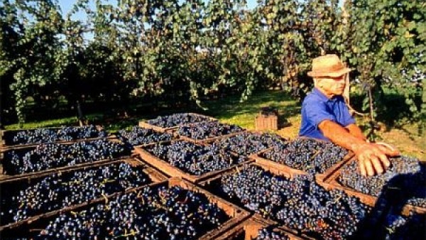 Vendemmia 2012, si parte con l'ottimismo: in Puglia 50% di produzione di vini di