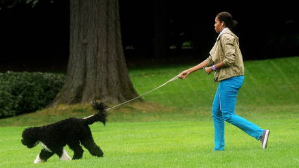 Palestra? Meglio portar a spasso il cane per tenersi in forma