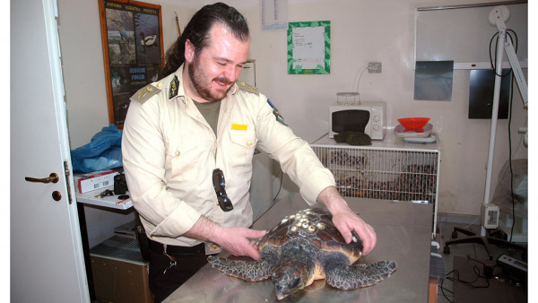 Salvate due tartarughe marine 