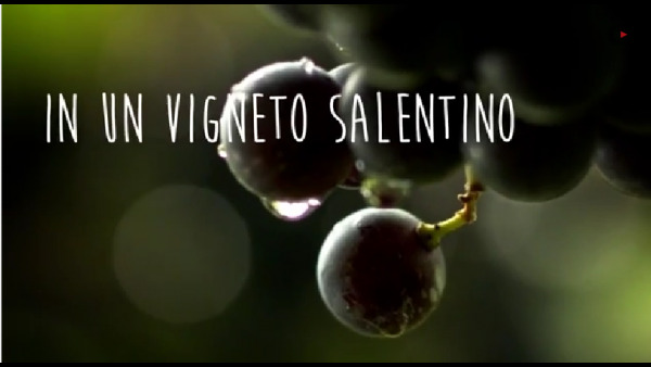 Salentowine Contest - Storia di un grappolo
