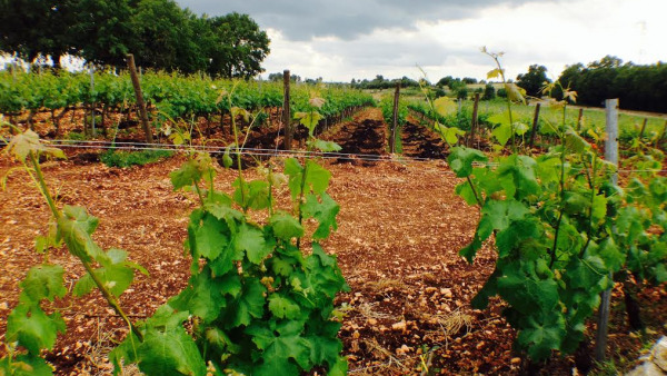 cantine Cardone